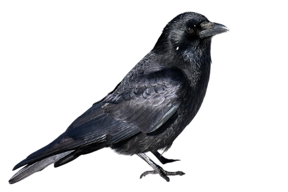 Transparent PNG of a Raven