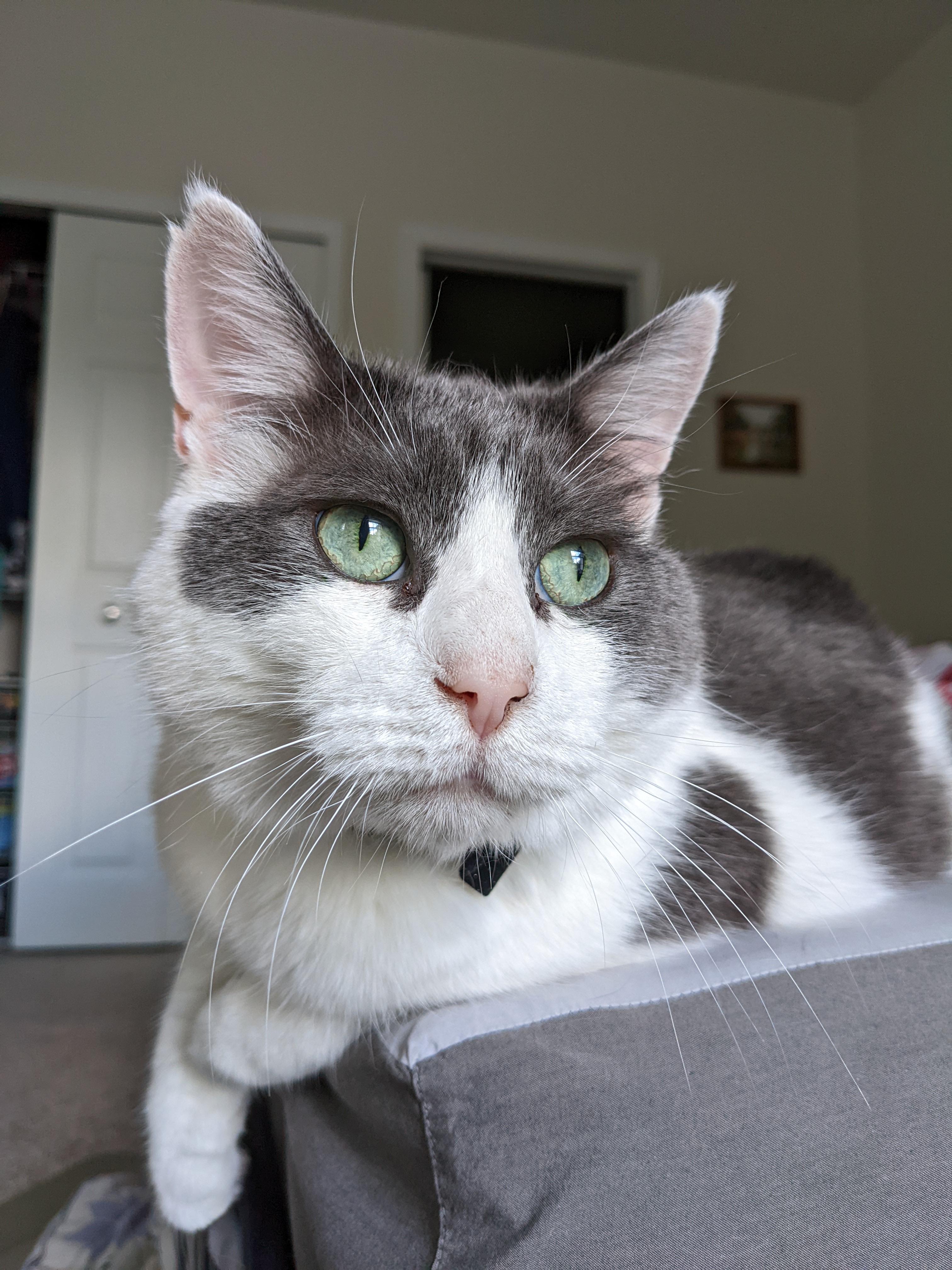 Photo of grey and white cat with green eyes looking right